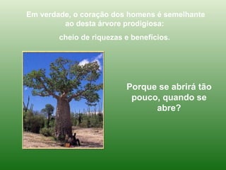 Em verdade, o coração dos homens é semelhante ao desta árvore prodigiosa:  cheio de riquezas e benefícios.  Porque se abrirá tão pouco, quando se abre? 