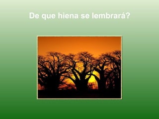 De que hiena se lembrará?  