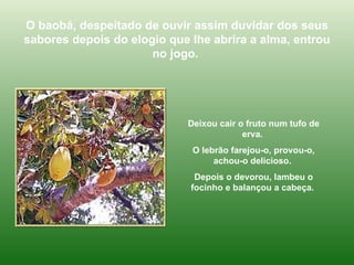 O baobá, despeitado de ouvir assim duvidar dos seus sabores depois do elogio que lhe abrira a alma, entrou no jogo.  Deixou cair o fruto num tufo de erva.  O lebrão farejou-o, provou-o, achou-o delicioso.  Depois o devorou, lambeu o focinho e balançou a cabeça.  