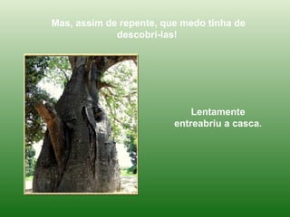 Mas, assim de repente, que medo tinha de descobri-las!  Lentamente entreabriu a casca. 