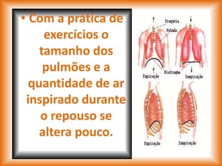 • Com a prática de
     exercícios o
    tamanho dos
     pulmões e a
  quantidade de ar
 inspirado durante
    o repouso se
    altera pouco.
 