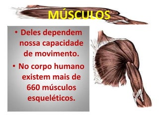 MÚSCULOS
 • Deles dependem
   nossa capacidade
    de movimento.
• No corpo humano
    existem mais de
     660 músculos
     esqueléticos.
 
