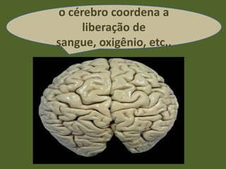 o cérebro coordena a
     liberação de
sangue, oxigênio, etc..
 