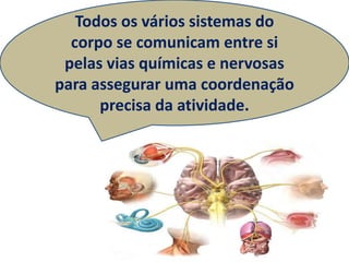 Todos os vários sistemas do
  corpo se comunicam entre si
 pelas vias químicas e nervosas
para assegurar uma coordenação
      precisa da atividade.
 