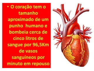 • O coração tem o
      tamanho
aproximado de um
 punho humano e
 bombeia cerca de
   cinco litros de
sangue por 96,5Km
      de vasos
  sanguíneos por
minuto em repouso
 
