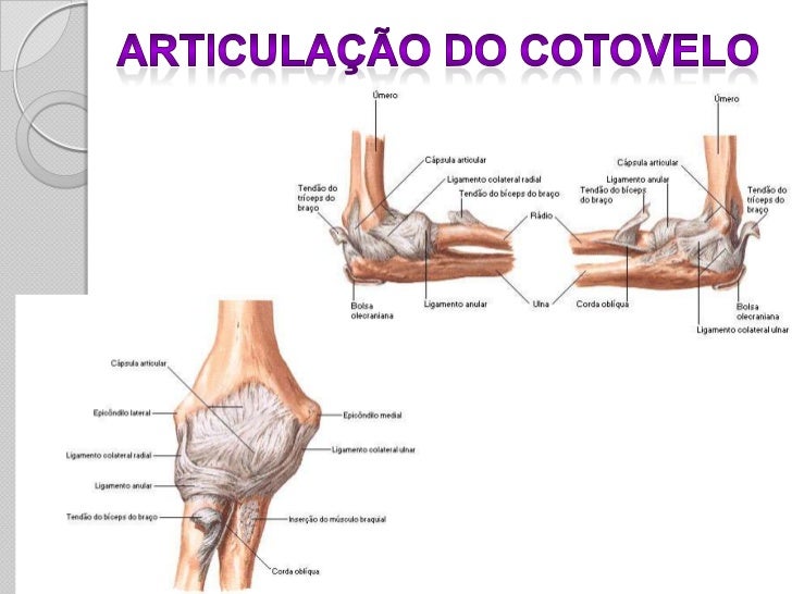 Onde Se Localizam As Articulações Do Corpo Humano