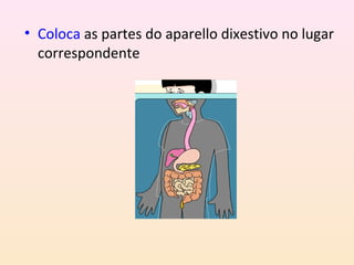 • Coloca as partes do aparello dixestivo no lugar 
correspondente 
 