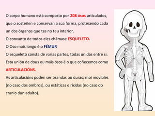 O corpo humano está composto por 208 ósos articulados, 
que o sosteñen e conservan a súa forma, protexendo cada 
un dos órganos que tes no teu interior. 
O conxunto de todos eles chámase ESQUELETO. 
O Oso mais longo é o FÉMUR 
O esqueleto consta de varias partes, todas unidas entre si. 
Esta unión de dous ou máis ósos é o que coñecemos como 
ARTICULACIÓNS. 
As articulacións poden ser brandas ou duras; moi movibles 
(no caso dos ombros), ou estáticas e ríxidas (no caso do 
cranio dun adulto). 
 