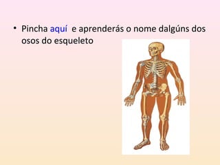 • Pincha aquí e aprenderás o nome dalgúns dos 
osos do esqueleto 
 