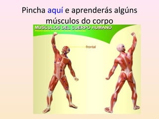 Pincha aquí e aprenderás algúns 
músculos do corpo 
 