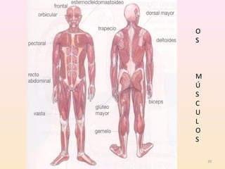 20 
O 
S 
M 
Ú 
S 
C 
U 
L 
O 
S 
 