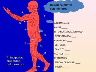 21 
Relaciona nomes 
con números 
Relaciona nomes 
con números 
ABDOMINALES _____ 
BICEPS _____ 
ESTERNOCLEIDOMASTOIDEO___ 
BICEPS FEMORAL____ 
CUADRICEPS ____ 
DELTOIDES ____ 
GEMELOS ____ 
GLÚTEOS ____ 
PECTORALES___ 
TENDÓN DE AQUILES____ 
TRICEPS _____ 
 