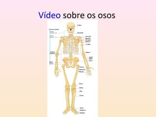 Vídeo sobre os osos 
 