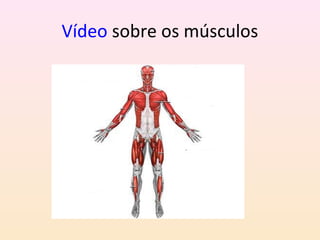Vídeo sobre os músculos 
 