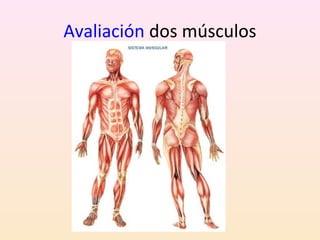 Avaliación dos músculos 
 