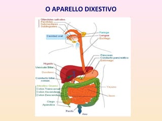O APARELLO DIXESTIVO 
 
