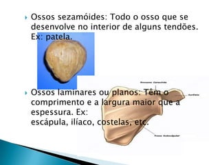    Ossos sezamóides: Todo o osso que se
    desenvolve no interior de alguns tendões.
    Ex: patela.




   Ossos laminares ou planos: Têm o
    comprimento e a largura maior que a
    espessura. Ex:
    escápula, ilíaco, costelas, etc.
 