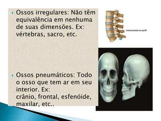    Ossos irregulares: Não têm
    equivalência em nenhuma
    de suas dimensões. Ex:
    vértebras, sacro, etc.




   Ossos pneumáticos: Todo
    o osso que tem ar em seu
    interior. Ex:
    crânio, frontal, esfenóide,
    maxilar, etc..
 