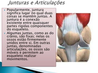    Popularmente, juntura
    significa lugar no qual duas
    coisas se mantêm juntas. A
    juntura é a conexão
    existente entre quaisquer
    partes rígidas componentes
    do esqueleto.
   Algumas juntas, como as do
    crânio, são fixas; nelas os
    ossos estão firmemente
    unidos entre si. Em outras
    juntas, denominadas
    articulações, os ossos são
    móveis e permitem ao
    esqueleto realizar
    movimentos.
 