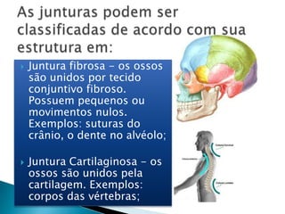    Juntura fibrosa - os ossos
    são unidos por tecido
    conjuntivo fibroso.
    Possuem pequenos ou
    movimentos nulos.
    Exemplos: suturas do
    crânio, o dente no alvéolo;

   Juntura Cartilaginosa - os
    ossos são unidos pela
    cartilagem. Exemplos:
    corpos das vértebras;
 