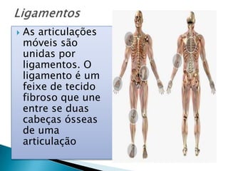    As articulações
    móveis são
    unidas por
    ligamentos. O
    ligamento é um
    feixe de tecido
    fibroso que une
    entre se duas
    cabeças ósseas
    de uma
    articulação
 