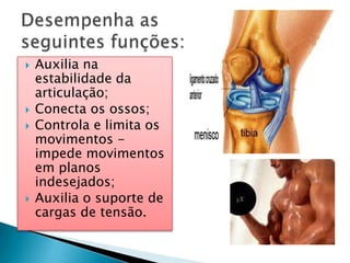    Auxilia na
    estabilidade da
    articulação;
   Conecta os ossos;
   Controla e limita os
    movimentos -
    impede movimentos
    em planos
    indesejados;
   Auxilia o suporte de
    cargas de tensão.
 