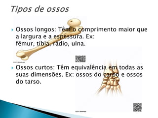    Ossos longos: Têm o comprimento maior que
    a largura e a espessura. Ex:
    fêmur, tíbia, rádio, ulna.



   Ossos curtos: Têm equivalência em todas as
    suas dimensões. Ex: ossos do carpo e ossos
    do tarso.
 