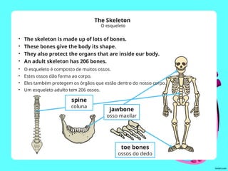 The Skeleton
O esqueleto
• The skeleton is made up of lots of bones.
• These bones give the body its shape.
• They also protect the organs that are inside our body.
• An adult skeleton has 206 bones.
spine
coluna
jawbone
osso maxilar
toe bones
ossos do dedo
• O esqueleto é composto de muitos ossos.
• Estes ossos dão forma ao corpo.
• Eles também protegem os órgãos que estão dentro do nosso corpo.
• Um esqueleto adulto tem 206 ossos.
 