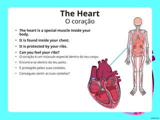 The Heart
O coração
• The heart is a special muscle inside your
body.
• It is found inside your chest.
• It is protected by your ribs.
• Can you feel your ribs?
• O coração é um músculo especial dentro do teu corpo.
• Encontra-se dentro do teu peito.
• É protegido pelas suas costelas.
• Consegues sentir as tuas costelas?
 