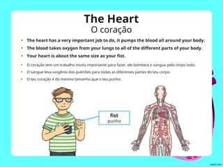 The Heart
O coração
• The heart has a very important job to do, it pumps the blood all around your body.
• The blood takes oxygen from your lungs to all of the different parts of your body.
• Your heart is about the same size as your fist.
fist
punho
• O coração tem um trabalho muito importante para fazer, ele bombeia o sangue pelo corpo todo.
• O sangue leva oxigênio dos pulmões para todas as diferentes partes do teu corpo.
• O teu coração é do mesmo tamanho que o teu punho.
 