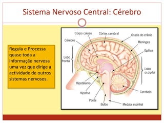Sistema Nervoso Central: Cérebro
Regula e Processa
quase toda a
informação nervosa
uma vez que dirige a
actividade de outros
sistemas nervosos.
 