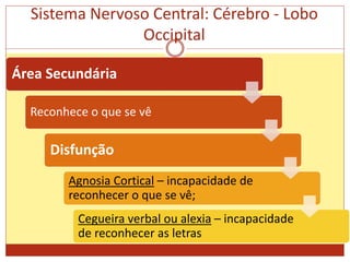Sistema Nervoso Central: Cérebro - Lobo
Occipital
Área Secundária
Reconhece o que se vê
Disfunção
Agnosia Cortical – incapacidade de
reconhecer o que se vê;
Cegueira verbal ou alexia – incapacidade
de reconhecer as letras
 