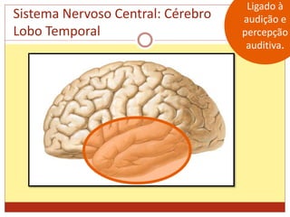 Sistema Nervoso Central: Cérebro
Lobo Temporal
Ligado à
audição e
percepção
auditiva.
 
