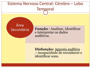 Sistema Nervoso Central: Cérebro – Lobo
Temporal
Função : Analisar, identificar
e interpretar os dados
auditivos.
Disfunção: Agnosia auditiva
– incapacidade de reconhecer e
identificar sons.
Área
Secundária
 