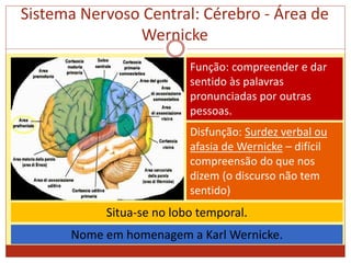 Sistema Nervoso Central: Cérebro - Área de
Wernicke
Função: compreender e dar
sentido às palavras
pronunciadas por outras
pessoas.
Disfunção: Surdez verbal ou
afasia de Wernicke – difícil
compreensão do que nos
dizem (o discurso não tem
sentido)
Nome em homenagem a Karl Wernicke.
Situa-se no lobo temporal.
 