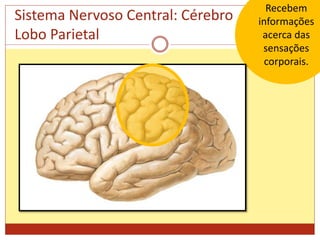 Sistema Nervoso Central: Cérebro
Lobo Parietal
Recebem
informações
acerca das
sensações
corporais.
 