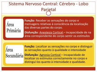 Sistema Nervoso Central: Cérebro - Lobo
Parietal
Função: Receber as sensações do corpo e
mensagens relativas à consciência da localização
das diversas partes do corpo.
Disfunção: Anestesia Cortical – incapacidade de na
área correspondente do corpo sentir os estímulos
Função: Localizar as sensações no corpo e distinguir
as sensações quanto à qualidade e intensidade
Disfunção: Agnosia Cortical – incapacidade de
localizar os estímulos correctamente no corpo e
distingui-los quanto à intensidade e qualidade.
 