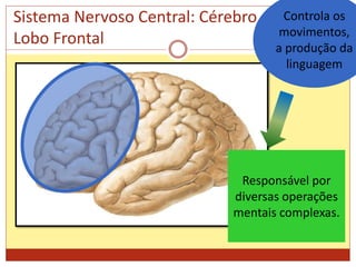 Sistema Nervoso Central: Cérebro
Lobo Frontal
Responsável por
diversas operações
mentais complexas.
Controla os
movimentos,
a produção da
linguagem
 