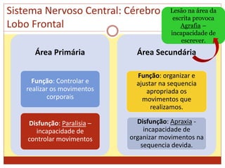 Sistema Nervoso Central: Cérebro
Lobo Frontal
Área Primária
Função: Controlar e
realizar os movimentos
corporais
Disfunção: Paralisia –
incapacidade de
controlar movimentos
Área Secundária
Função: organizar e
ajustar na sequencia
apropriada os
movimentos que
realizamos.
Disfunção: Apraxia -
incapacidade de
organizar movimentos na
sequencia devida.
Lesão na área da
escrita provoca
Agrafia –
incapacidade de
escrever.
 