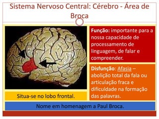Sistema Nervoso Central: Cérebro - Área de
Broca
Função: importante para a
nossa capacidade de
processamento de
linguagem, de falar e
compreender.
Disfunção: Afasia –
abolição total da fala ou
articulação fraca e
dificuldade na formação
das palavras.
Nome em homenagem a Paul Broca.
Situa-se no lobo frontal.
 