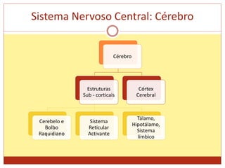 Sistema Nervoso Central: Cérebro
Cérebro
Estruturas
Sub - corticais
Cerebelo e
Bolbo
Raquidiano
Sistema
Reticular
Activante
Tálamo,
Hipotálamo,
Sistema
límbico
Córtex
Cerebral
 