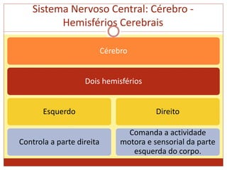 Sistema Nervoso Central: Cérebro -
Hemisférios Cerebrais
Cérebro
Dois hemisférios
Esquerdo
Controla a parte direita
Direito
Comanda a actividade
motora e sensorial da parte
esquerda do corpo.
 