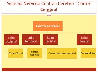 Sistema Nervoso Central: Cérebro - Córtex
Cerebral
Córtex Cerebral
Lobo
occipital
Córtex Visual
Lobo
Temporal
Córtex
Auditivo
Lobo
parietal
Córtex Somatossensorial
Lobo
Frontal
Córtex Motor
 