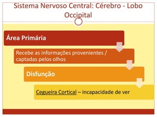 Sistema Nervoso Central: Cérebro - Lobo
Occipital
Área Primária
Recebe as informações provenientes /
captadas pelos olhos
Disfunção
Cegueira Cortical – incapacidade de ver
 