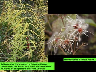 Soldaconsolda  (Polygonatum verticillatum).  Especie rizomatosa da que xorden talos aéreos que desaparecen no outono. So está presente nas Serras Orientais.   Herba do pobre ( Clematis vitalba) .  