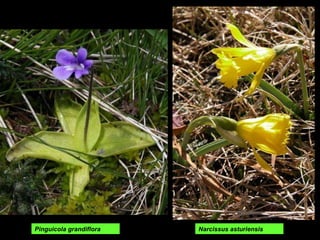 Pinguicola grandiflora Narcissus asturiensis 