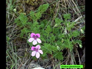 Erodium glandulosum 