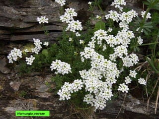 Hornungia petreae  