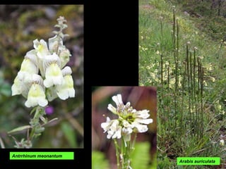 Antrrhinum meonantum Arabis auriculata 