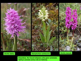 Orquídeas. No Courel atópase unha gran variedade.  Ophrys ustulata  (única cita en Galicia). Dactylorhiza sambucina Orchis macula Orchis italica 